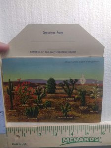 Postcard Album Many Varieties of Cacti of the Southwest 