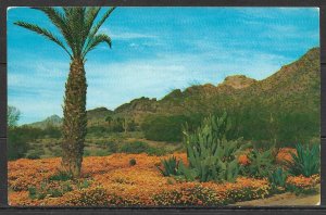 Arizona - Winter On The Desert - Valley Of The Sun - [AZ-047]