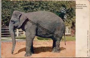 Elephant in Lincoln Park Chicago IL Postcard PC267