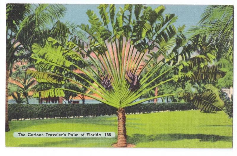 Travelers Palm Florida 1940 Tichnor Linen