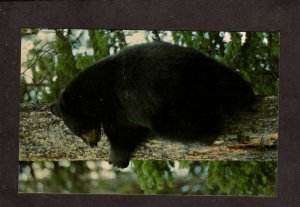 WY Black Bear Animal Yellowstone National National Park Wyoming Postcard