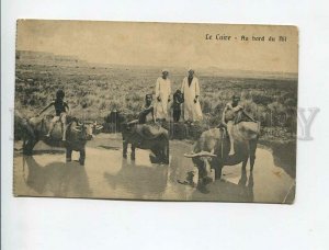 3172390 EGYPT CAIRE nude boys on buffalo vintage postcard