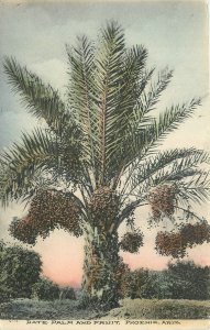 c1910 Phoenix Arizona Date Palm Fruit hand Colored occupation Postcard 25-11386