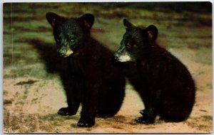 VINTAGE POSTCARD BLACK BEAR CUBS COLOR CARD MODERN CHROME