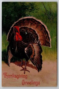 Thanksgiving Greetings Large Turkey On Dirt Path Postcard K29