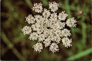 Queen Annes Lace Carrot Family Flower Nature Plant Chrome Postcard WOB Posted  