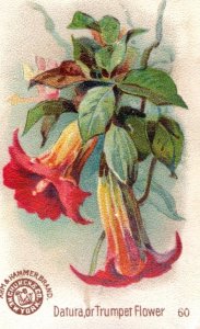1880s-90s Arm & Hammer Beautiful Flowers Datura Trumpet Flower No.60 #2 F111