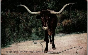 1909 THE REAL TEXAS LONG HORN STEER WIDTH OF HORNS 9FT 6IN POSTCARD 36-26