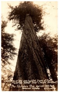 California Dyerville State park The Founders Tree RPPC