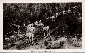 Mountain Sheep Cranbrook BC British Columbia Unused Rumsey RPPC Postcard H61