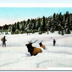 c1920s Yellowstone Elk Stuck in Snow Haynes Photo Postcard Litho Park Hayden A32