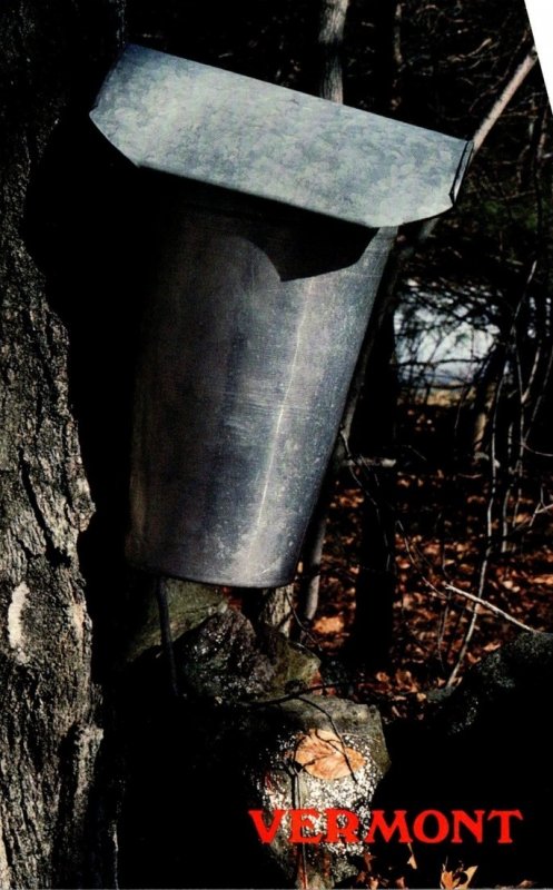 Vermont Sap Bucket Hanging From Maple Tree