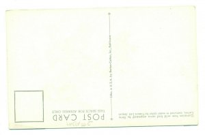 Postcard Evening Grosbeak Wild Bird Series FPC.