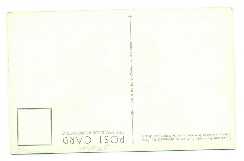 Postcard Evening Grosbeak Wild Bird Series FPC.