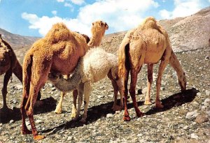 Camels at Jordan Desert Jordan Unused 