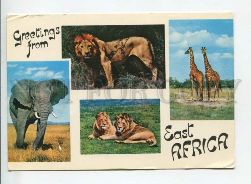 441632 Kenya African Animals Lion Giraffe Elephant 1970 RPPC to USSR no stamp