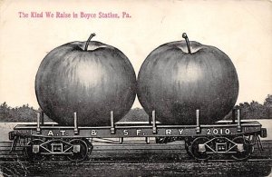 Apples Boyce Station, Pennsylvania, USA 1911 