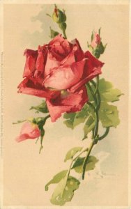 C-1910 Klein Floral Beautiful rose artist impression Postcard 21-11588
