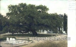 Old Oak Tree, Magnolia Cemetery - Charleston, South Carolina SC  