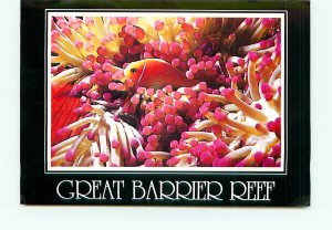 Great barrier Reef North Queensland Australia