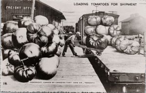 Greetings from Penticton BC Exaggeration Giant Tomatoes on Train RP Postcard H21