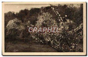 Postcard Old Normandy Apple Blossoms