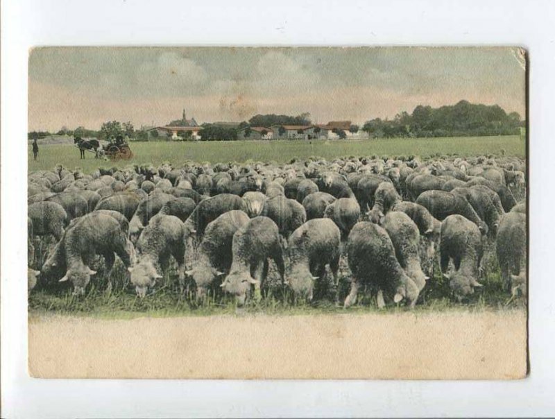 287073 POLAND Wroclaw BRESLAU sheep farm Vintage postcard 