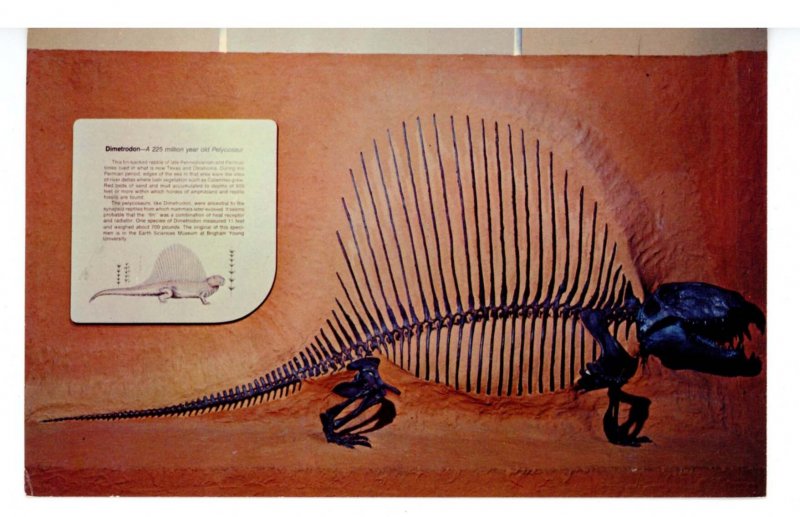 TX - 225 Million Year Old Reptile Skeleton, Dimetrodon