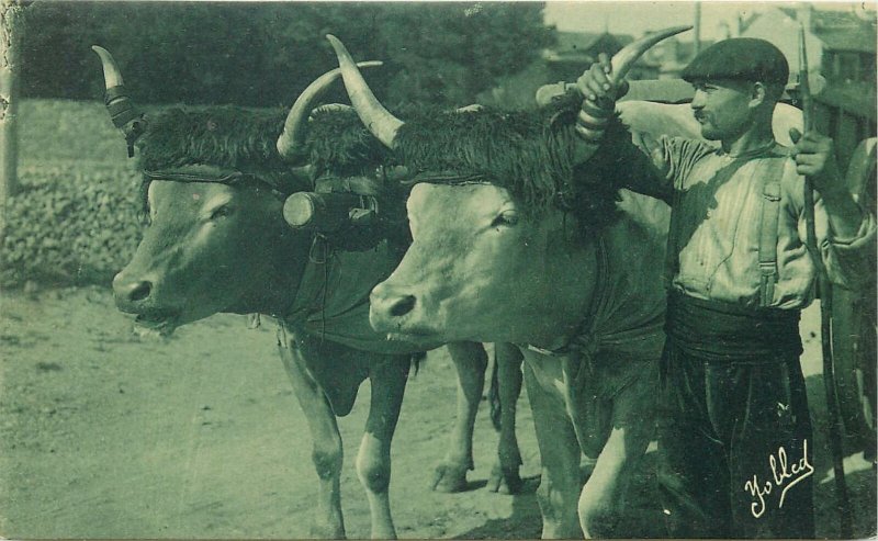 Ethnic type basque rural life Postcard oxen cart