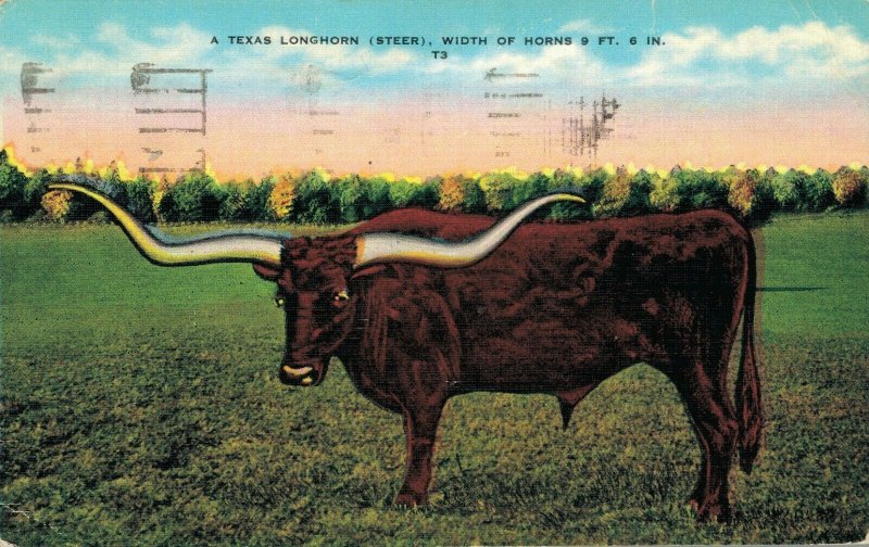 USA A Texas Longhorn Steer 04.91