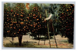 Vintage 1900s Postcard Dr. Garnett's Orange Grove, St. Augustine, Florida