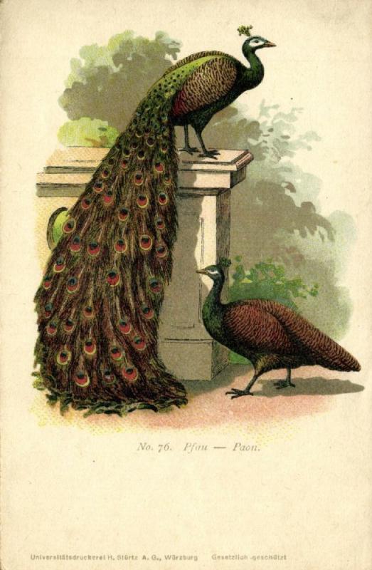 Peafowl Pavo Peacock, Pfau, Paon (1910s) No. 76