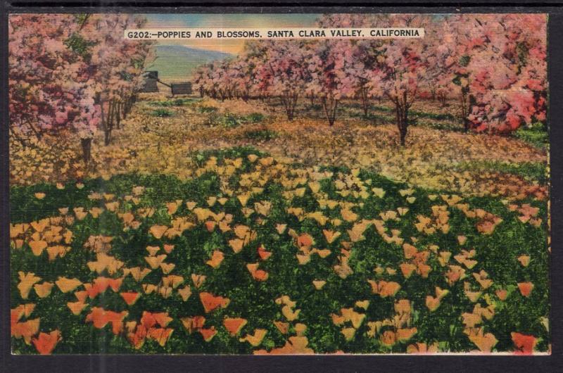 Poppies and Blossoms,Santa Clara Velley,CA