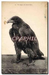 Old Postcard An eaglet Grand Canon Raptor