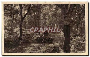 Old Postcard Gascogne Landes Chenes lieges