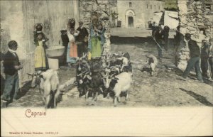 Capraie Capraia Italy Street Scene Goats c1905 Postcard