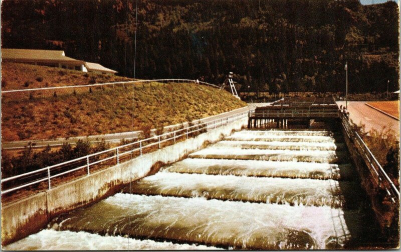 Fish Ladder Bonneville Dam Oregon OR Postcard Laurie Ann VTG UNP Vintage Unused 