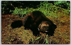 Alaskan Wolverine Alaska - Postcard