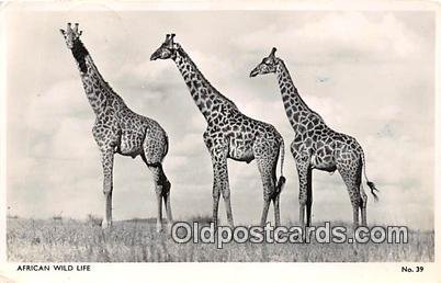 African Wild Life 1956 