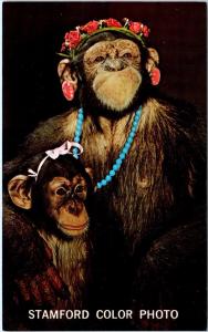 STAMFORD, CT Connecticut    Stamford COLOR PHOTO, Inc.Cute CHIMPS c60s  Postcard