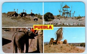 PUEBLA, MEXICO ~ Outdoor Zoo AFRICAM African Safari c1970s Elephant Postcard