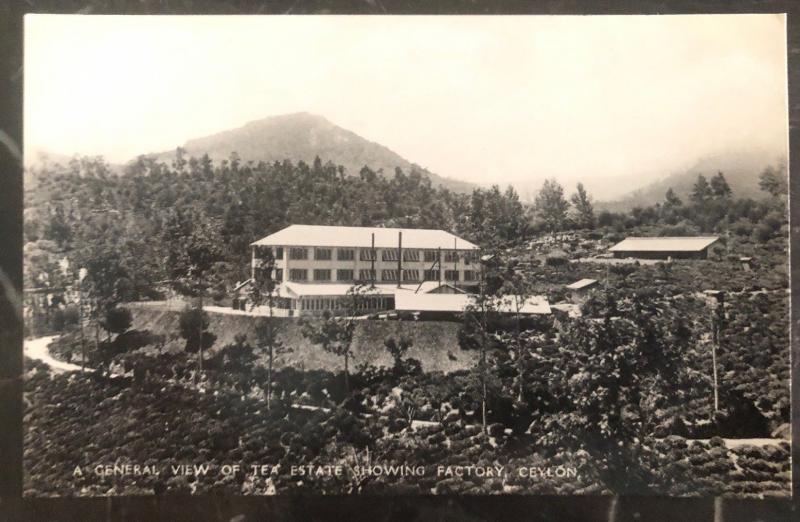 Mint Ceylon RPPC Real Picture Postcard General View Of Tea State Showing Factpry