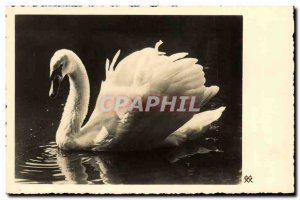 Old Postcard Swan