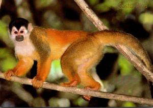 Squirrel Monkey Corcovado National Park Costa Rica 1989