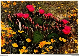 Arizona Springtime In The Desert Prickly Pear Cactus In Bloom
