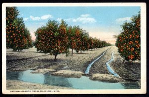 Mississippi BILOXI Satsuma Orange Orchard Pub Bleuer & Son - WB