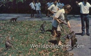 Monkeys, Botanical Gardden Singapore Unused 