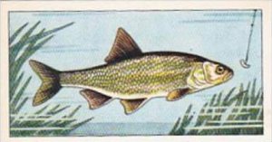 Badshah Tea Trade Card Fish &  Bait No 5 Dace