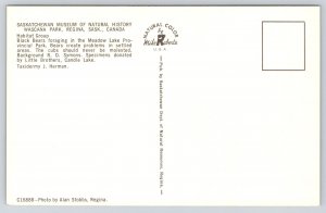 Animals~Black Bears Group @ Saskatchewan Natural History Museum~Vintage Postcard