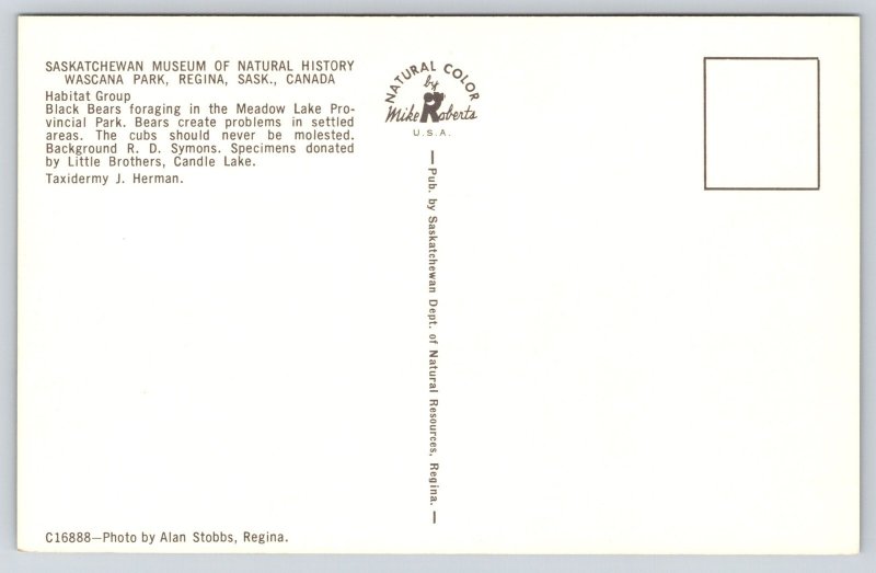 Animals~Black Bears Group @ Saskatchewan Natural History Museum~Vintage Postcard